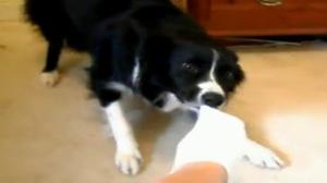 Watch Awesome Dog Trick Compilation Video
