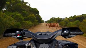 Watch 4 Wheeler Crashes Into Cow Video