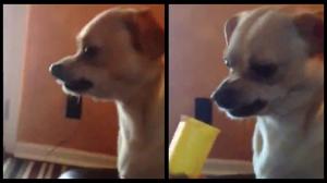 Watch This Dog Says NO To Drugs Video