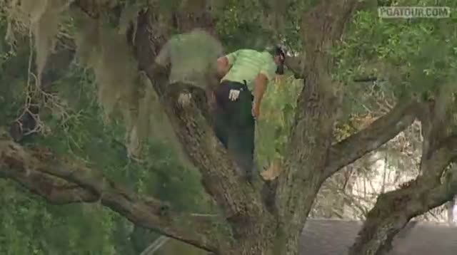 Watch Golfer Climbs Tree, Hits Ball Off Limb Video