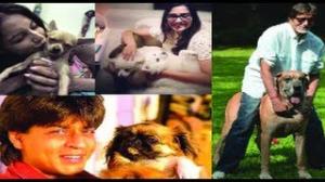 Watch Big B, Shahrukh, Sonam and their Pet obsession Video