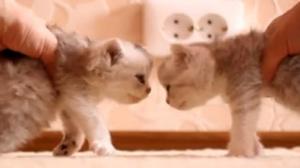 Watch The Kitten Crash Test Video
