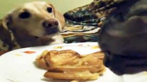 Watch Sandwich Guard Dog Video