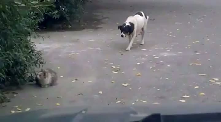Watch Stealth Dog Video