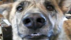 Watch Trolling Your Dog Video