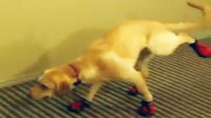 Watch Dog Hates Wearing Shoes Video