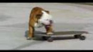Watch Skateboarding Dog Video