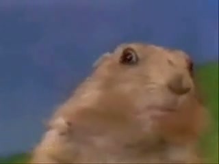 Watch Dramatic Chipmunk Video