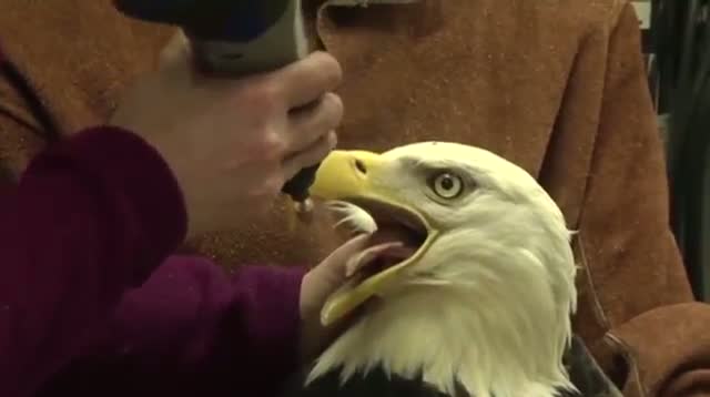 Watch Rehabilitated Eagles Released Into Alaska Wild Video