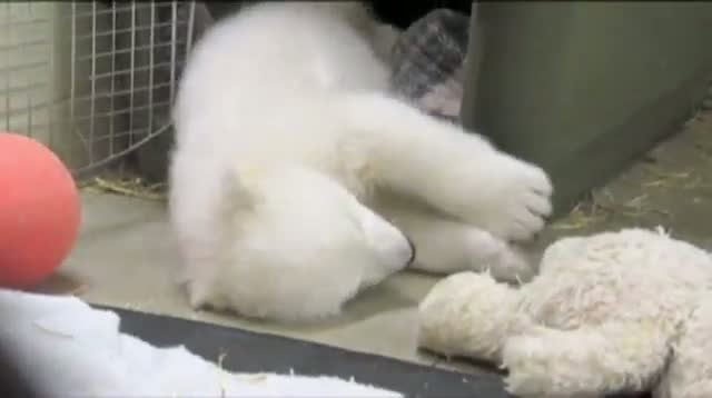 Watch Orphaned Polar Bear Cub Makes His Debut Video