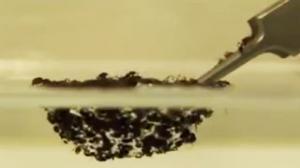 Watch Fire Ant Raft Will Not Sink Video