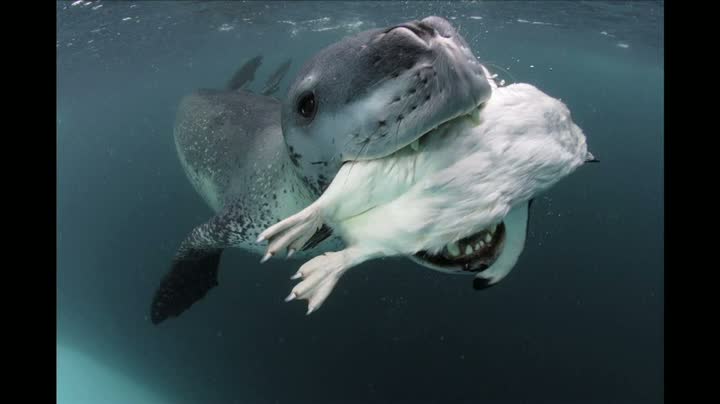 Watch Sea Lion Whisperer - Amazing Story Video
