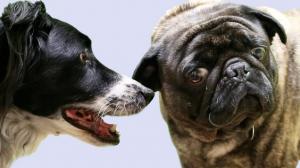 Watch Gay Dogs Meet Video