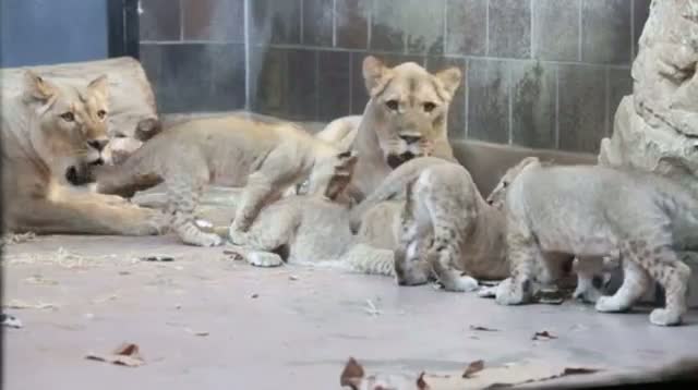 Watch Omaha Zoo Announces Names of 5 Lion Cubs Video