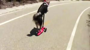 Watch Jumpy The Stunt Dog Video