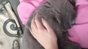Watch This Cat Won't Wake Up For Anything Video