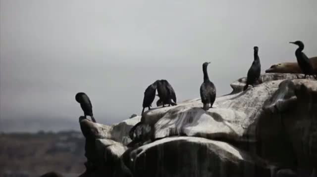 Watch Oh Poop! Beach Town Seeks Relief From Birds Video