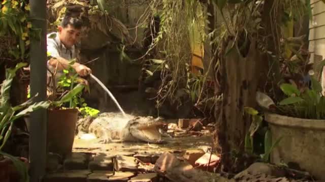 Watch Crocodiles Used to Guard Thai Family's Home Video