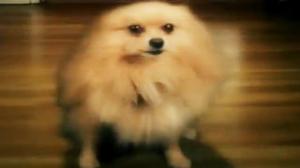 Watch Dubstep Dogs On Crack Video