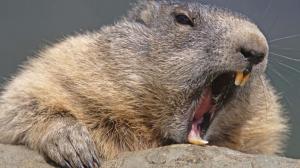 Watch Do Not Mess With This Beaver Video