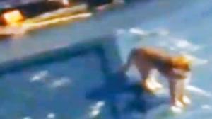 Watch Miracle Tsunami Dog Video