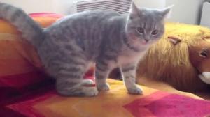 Watch Cat Demonstrates Proper Barrel Roll Technique Video