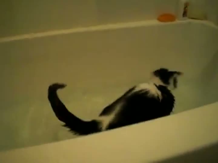 Watch This Kitty Loves Water Video