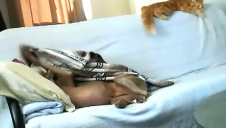 Watch Most Selfish Dog In The World Video