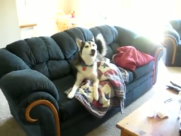 Watch Husky Trying to Relax On The Sofa And Watch Some TV When... Video