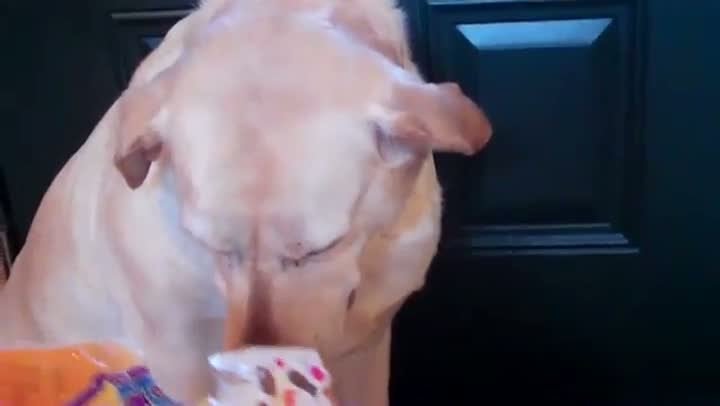 Watch Guilty Dog Video