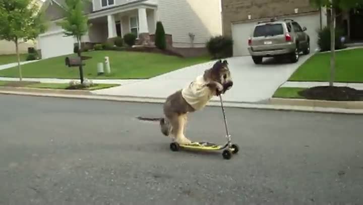 Watch Scooting Dog Video