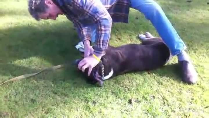 Watch Guy Brings Dog Back to Life Video