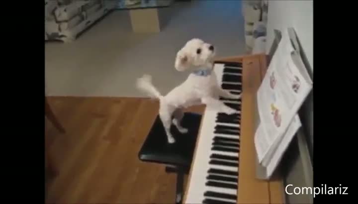 Watch Animals Behaving Like Humans Video