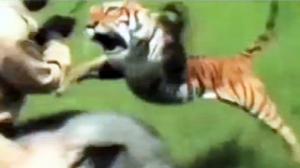 Watch Best Stunt Compilation Ever Video