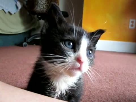 Watch I Can't Even Handle How Cute This Is Video