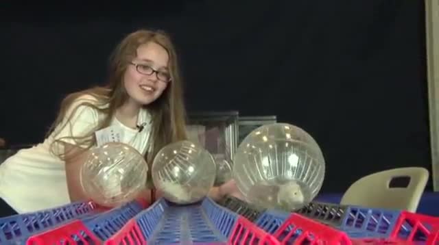 Watch Gerbils to Strut Their Stuff in Mass. Show Video