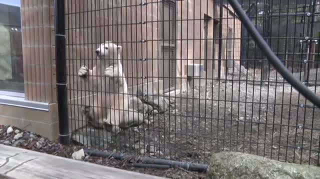 Watch Polar Bear Cub Prepares for New Home in New York Video