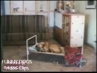 Watch Funny Dogs Video Video