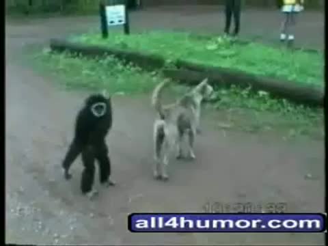Watch Funny Animals Video Video