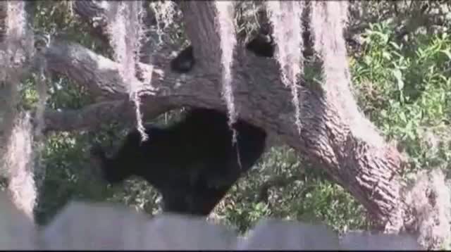 Watch Bear Falls From Tampa Tree Video