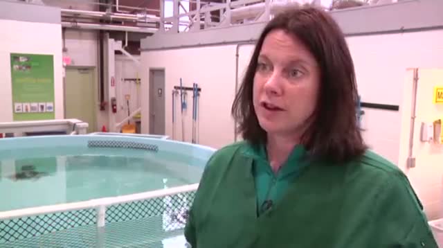 Watch Slow Pokes: Acupuncture Helps Sick Turtles Video