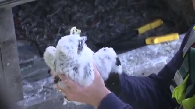 Watch First Person: Baby Falcons on a New York Bridge Video