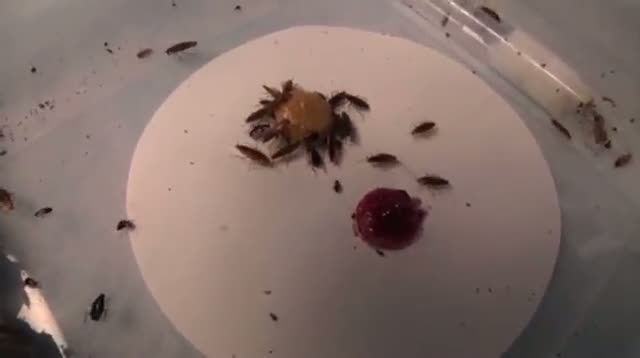 Watch Study: Cockroaches Survive by Losing Sweet Tooth Video