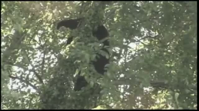 Watch 'Tim-bear!' N.J. Bear Falls Out of Tree Video