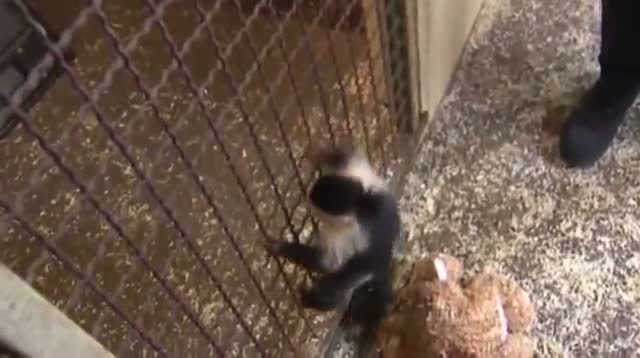 Watch Justin Bieber's Monkey Finds New Home Video