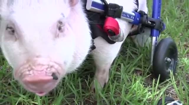 Watch Meet Chris P. Bacon: The Wheelchair Pig Video