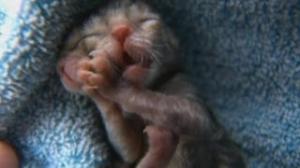 Watch Two-faced kitten: Amazing footage of rare 'Janus cat' born in Oregon Video