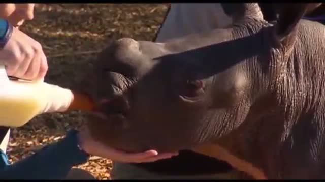 Watch Baby White Rhino Debuts at Australian Zoo Video