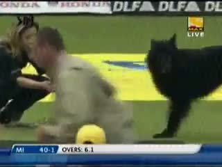 Watch Funny Cricket Moments - Dog Playing in IPL Video