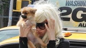 Watch AMANDA BYNES Uses Her Dog as Shield to Hide Her Face! Video